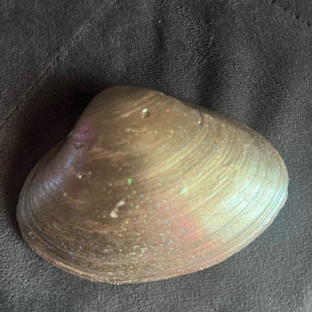 Hand-Painted Seashell with Surfboard Design - Picture 2 of 3